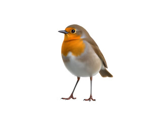 Fototapeta premium 3D Render of Robin on Transparent Background