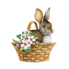 Cute bunny in a wicker basket with floral decor. Watercolor painted illustration. Hand drawn vintage style Easter bunny decoration with flowers. Farm funny rabbit animal isolated on white background