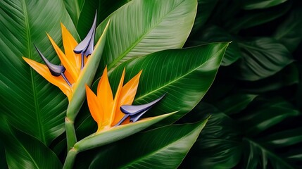 Exotic bird of paradise flowers nestled among lush green leaves, showcasing vibrant colors and unique shapes, perfect for tropical-themed designs.