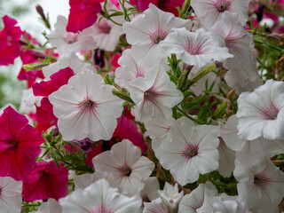 Petunias Supertunia vista silverberry. A mix of different beautiful petunia flowers. Petunia plant with white and purple flowers