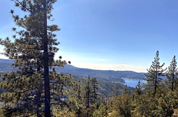 trees in the mountains