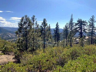 trees in the mountains