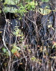 Bird in the Swamp