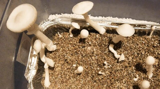 Albino Thai Psilocybe Cubensis mushrooms close up, Alternative medicine box