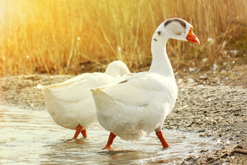 The concept of breeding geese. A group of waterfowl farm birds stand on the lake shore against the background of dried grass in autumn. Goose walking in nature.