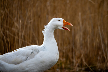 Poultry farming in the village. white goose standing on grass. Geese in nature.