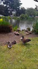 Resting Geese in SF Park by the Pond