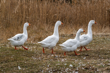 white goose or graylag goose walking on the grass in autumn in the village. Geese in nature.