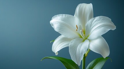 Single white lily flower on blue. Perfect for designs about purity, peace, and new beginnings.