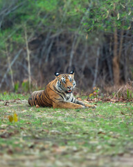 wild bengal male tiger or panthera tigris at bandhavgarh national park forest tiger reserve umaria madhya pradesh india. tiger sitting in natural green background full face and eye contact in safari