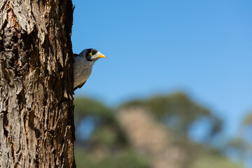 A noisy miner perched on a tree branch, with its distinctive gray plumage and yellow patches. This...