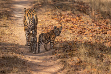 wild female tiger or panthera tigris and cubs in her protection walking together on forest trail or...