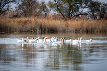 A flock of birds. Industrial livestock farming. The beauty of nature. flock of domestic birds geese swim on water. Farm bird goose. Farm poultry farming. Ducks on water. village life