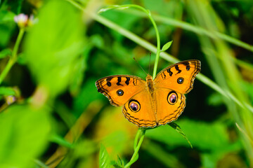 peacock pansy butterfly on grass