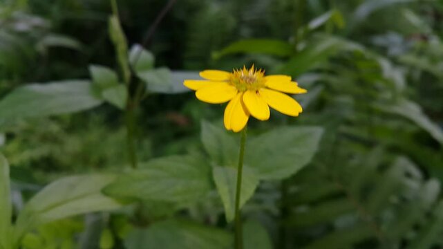 Yellow flowers (Wedelia chinensis, Melanthera biflora, Wedelia biflora, melanthera, wollastonia biflora, wedelia prostrata, Sphagneticola calendulcea). World Environment Day on June 5th.
