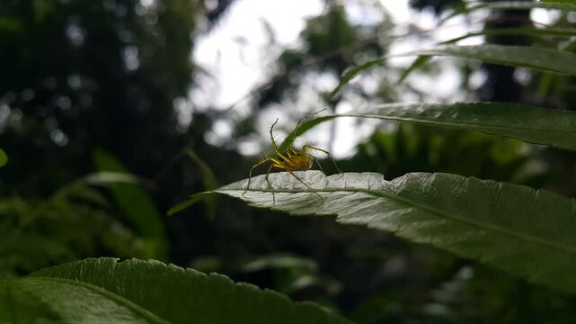 Aesthetic 4k footage, Lynx spider (oxyopidae, Animalia, Arachnida, Araneae, Araneomorphae, Oxyopidae) on fern leaf. Perfect for documentary in tropical rainforest and World Environment Day on June 5th