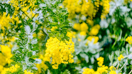 Obraz premium ミモザの花