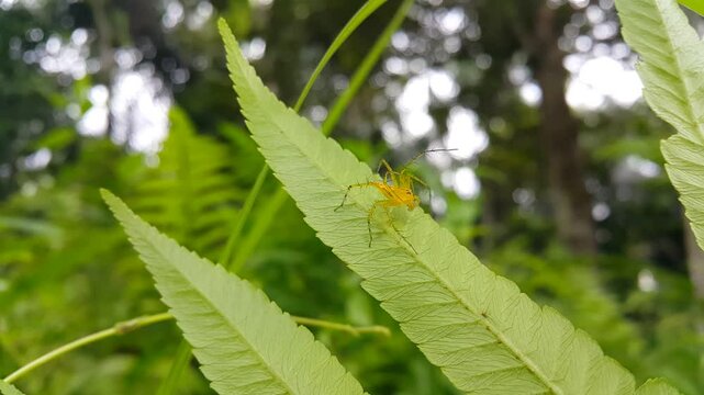 Lynx spider (Oxyopidae, Animalia, Arachnida, Araneae, Araneomorphae, Oxyopidae) on a fern leaf. Perfect for a documentary in the tropical rainforest and World Wildlife Conservation Day on December 4th
