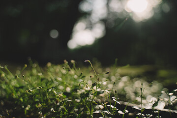 As the sun set in a blaze of color, the vibrant flora of spring came alive, with delicate flowers and lush leaves dancing gently in the warm breeze over the grass.