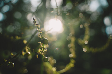 As the sun set in a blaze of color, the vibrant flora of spring came alive, with delicate flowers and lush leaves dancing gently in the warm breeze over the grass.