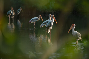 In the mangrove forest, a group of ornithologists studied a wild flock of birds, deepening their understanding of wildlife and the intricate behaviors of these fascinating animals.