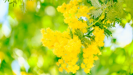 Obraz premium ミモザの花