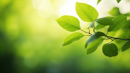 Fototapeta premium Fresh Green Leaves in Soft Natural Light