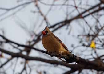 Northern cardinal perched on a branch

