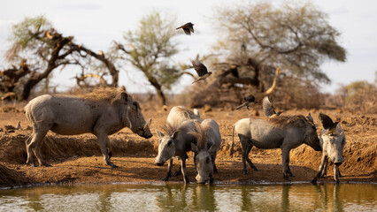 a family of warthogs at a waterhole