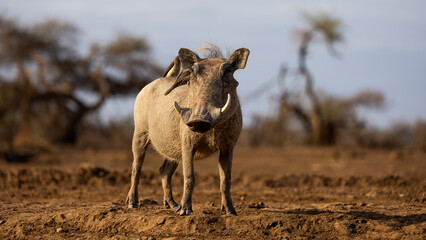 a big warthog on the move