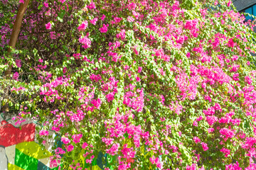 Pink bougainvillea flower on the wall,summer spanish bougainvillea flowers,Colorful bougainvillea tree in bloom,Tropical flora for background,Copy text space.