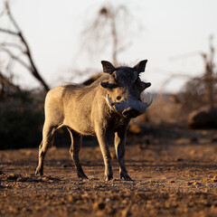 a big warthog on the move