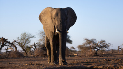 Obraz premium an African elephant at the waterhole - low-angle photo