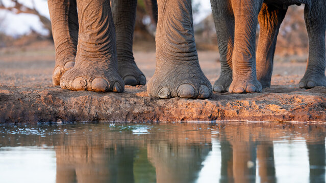 African elephant feet close-up