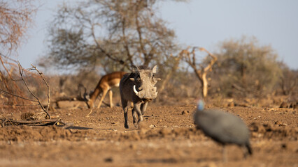 a big warthog on the move