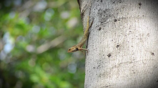 A yellow and orange iguana or lizard is walking on a tree trunk, preying and waiting for its prey