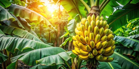 Obraz premium Lush Banana Tree with Ripening Yellow Bananas Against a Tropical Backdrop - Nature's Bounty in Documentary Style Photography