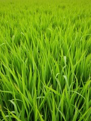 Obraz premium Vibrant and lush green grass field background, natural
