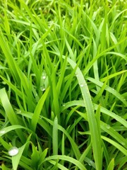 Vibrant green fresh mowed hybrid grass with dewdrops, mowed