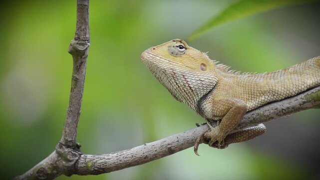 A yellow and orange iguana or lizard is walking on a tree trunk, preying and waiting for its prey