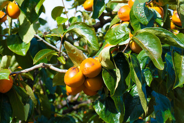 収穫前の市田柿の写真