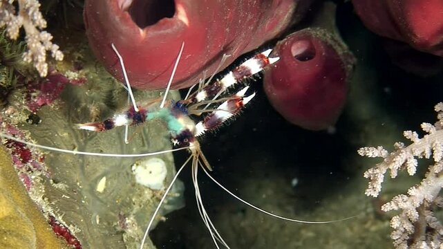 Observe vibrant boxer shrimp, Stenopus hispidus, living in coral reefs. It plays vital role in maintaining marine ecosystem balance and biodiversity, making it intriguing study subject in oceanography