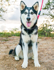 Husky blanco y negro sentado en la arena del desierto frontal