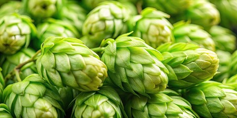 Obraz premium Close up of fresh green hop cones, hop cones, green, close up, macro, agriculture, craft beer, brewing, ingredient, plant