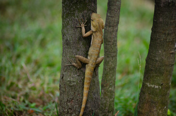 A yellow and orange iguana or lizard is walking on a tree trunk, preying and waiting for its prey