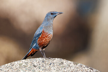 きれいな声でさえずる美しいイソヒヨドリ（ヒタキ科）
英名、学名：Blue Rock Thrush (Monticola solitarius
静岡県伊豆半島賀茂郡南伊豆町中木ヒリゾ浜2024年
