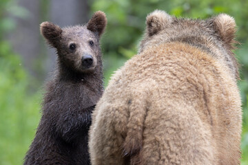 Obraz premium Wild coastal brown bear cub in Katmai National Park.