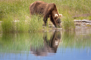 Wild coastal brown bear fishing along the Brooks River in Katmai National Park in Alaska.