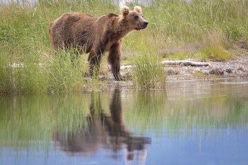 Wild coastal brown bear fishing along the Brooks River in Katmai National Park in Alaska.