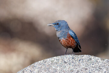 きれいな声でさえずる美しいイソヒヨドリ（ヒタキ科）
英名、学名：Blue Rock Thrush (Monticola solitarius
静岡県伊豆半島賀茂郡南伊豆町中木ヒリゾ浜2024年
